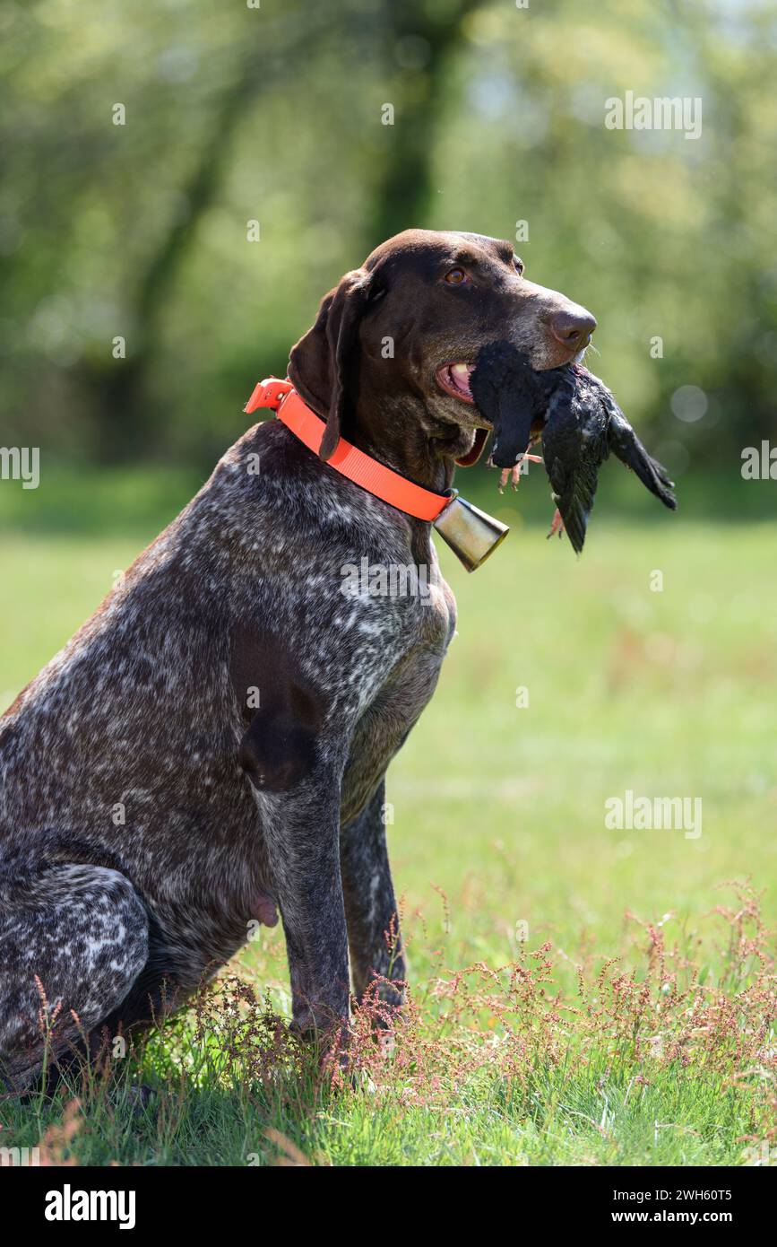 Jagdhundespaniel, der eine Beute hält Stockfoto