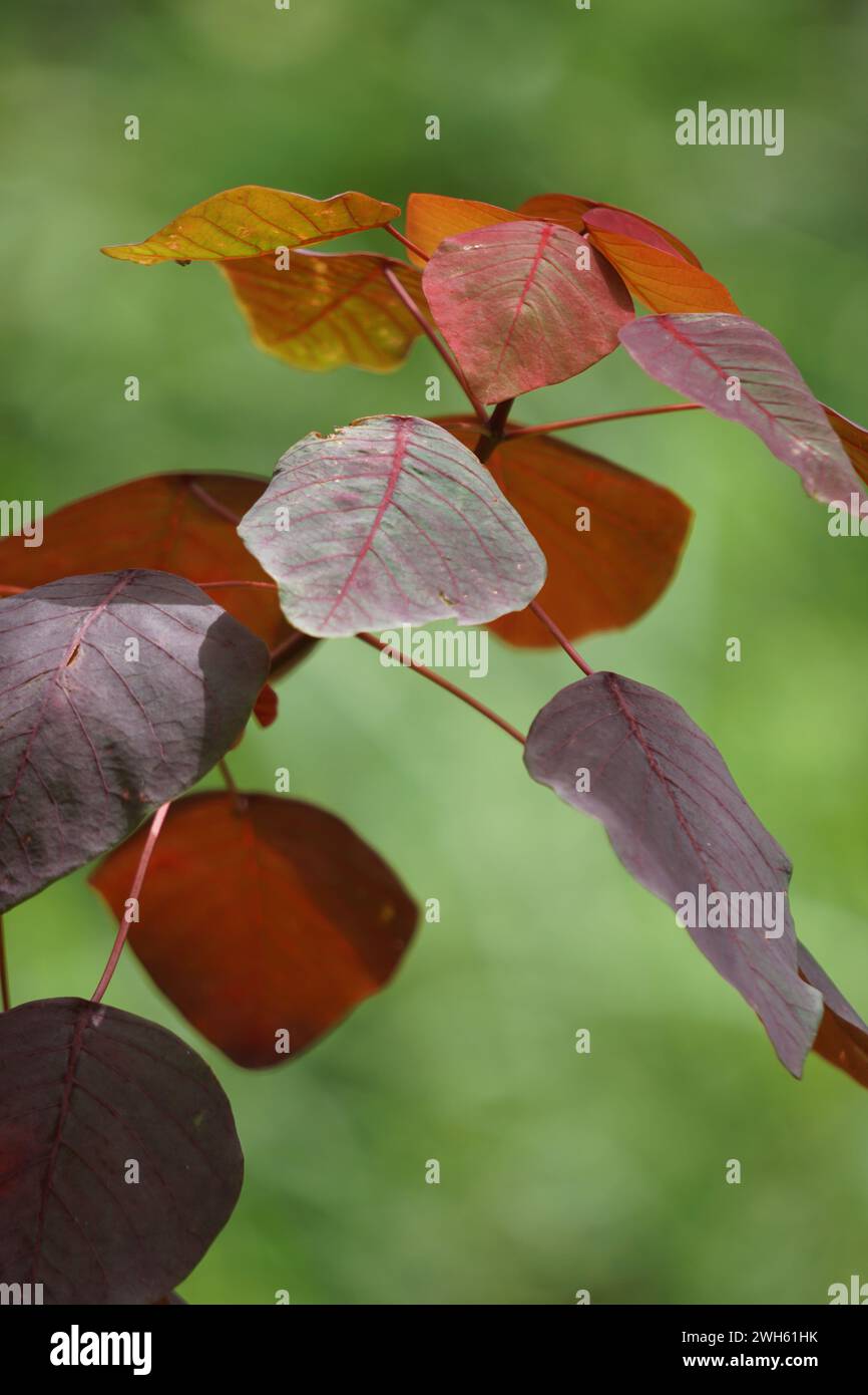 Euphorbia cotinifolia. Der saft kann Reizungen verursachen, wenn er mit menschlicher Haut oder Augen in Berührung kommt Stockfoto