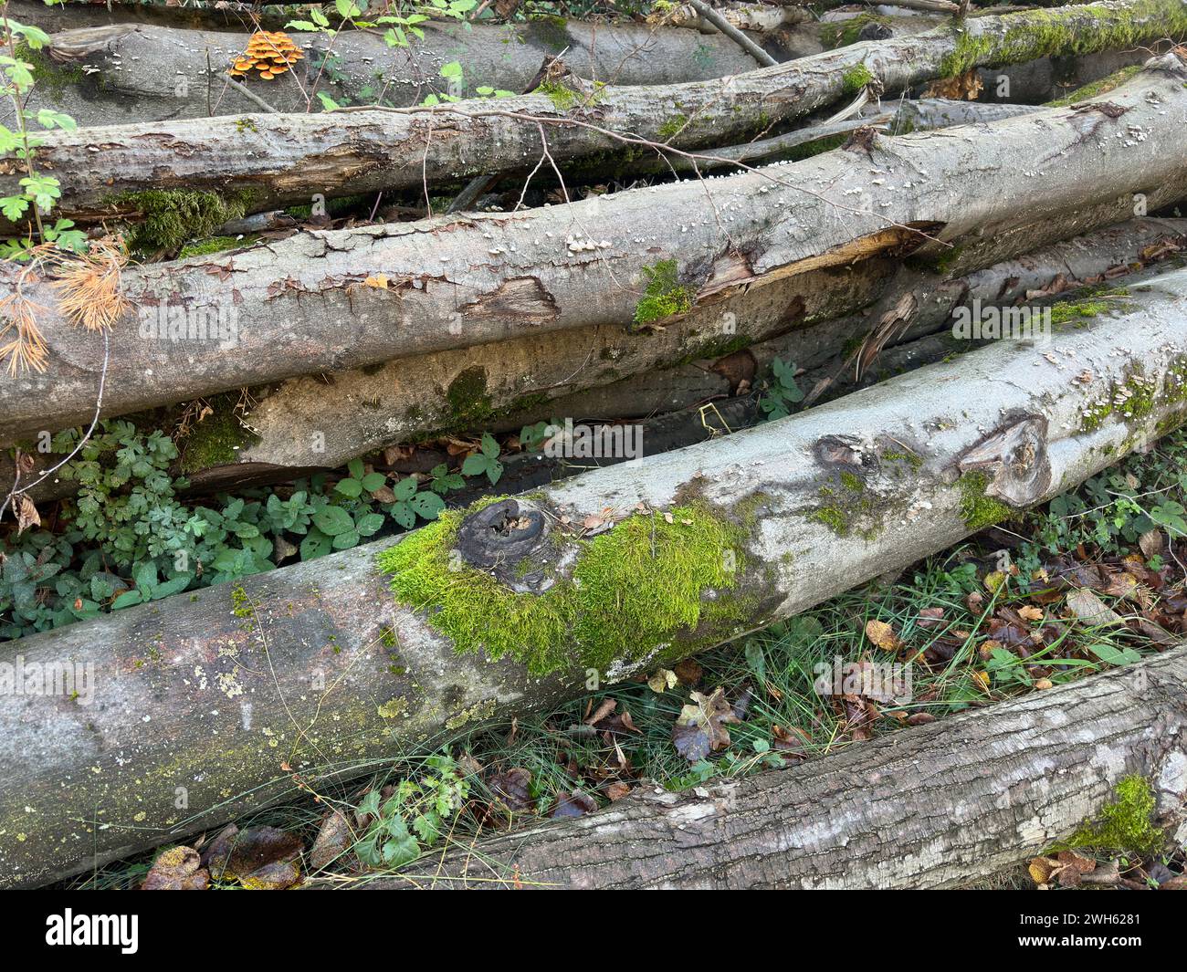 Sägen von Brennholz im Wald mit einer Kettensäge Stockfoto