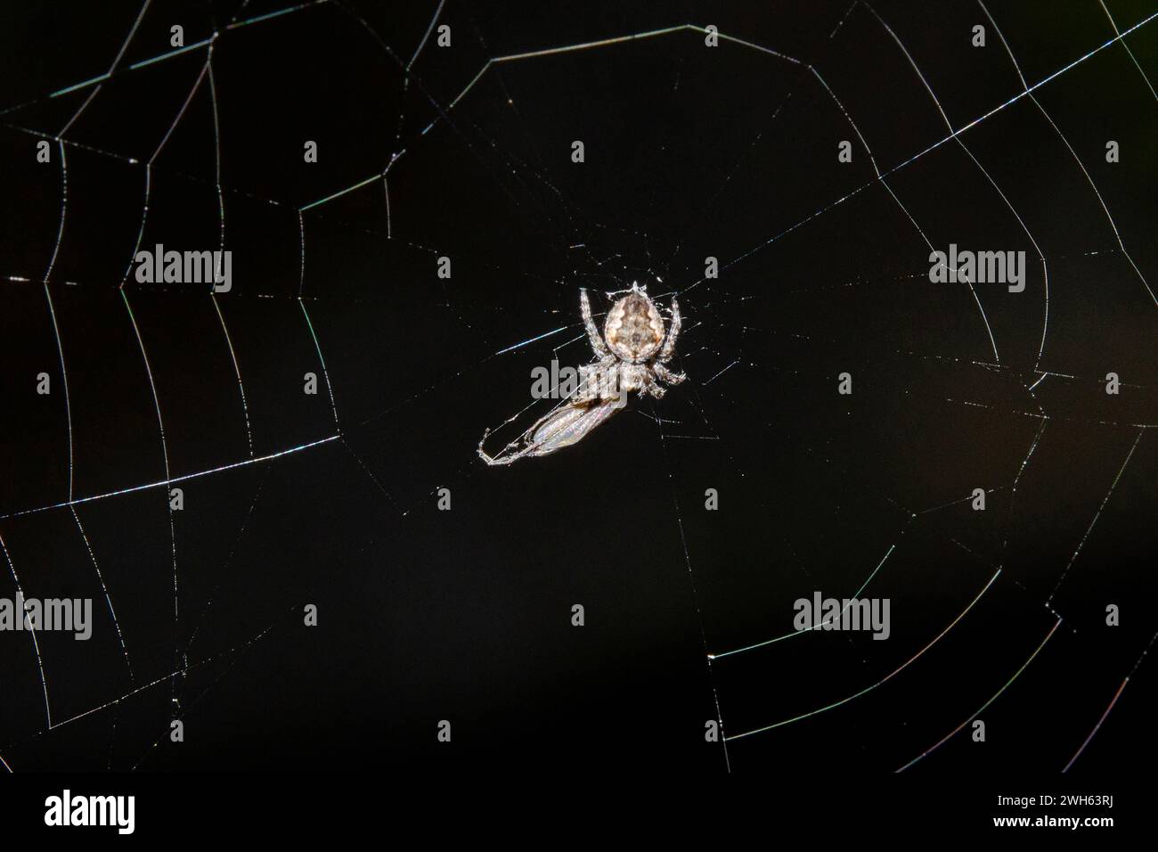 Missing Sector Orbweb Spider, Zygiella x-notata, mit Beute im Netz, eingeführt nach Neuseeland aus Europa, Nelson, Südinsel, Neuseeland Stockfoto