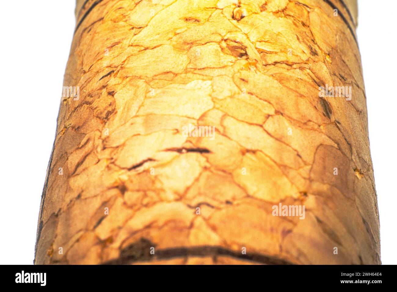 Ein detailreiches Makrofoto, das die strukturierte Oberfläche eines natürlichen Korks hervorhebt und die organische Essenz dieses vielseitigen Materials festlegt. Stockfoto