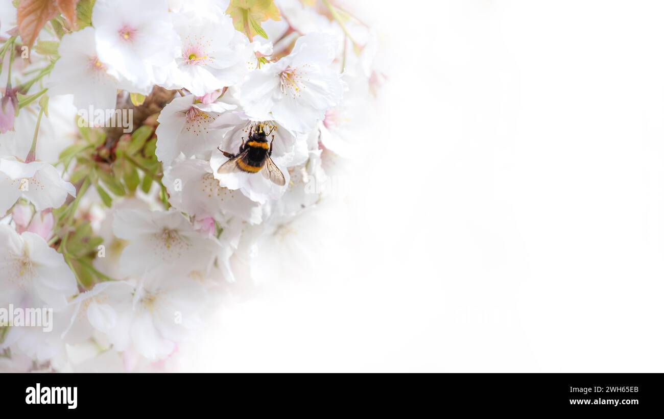 Hummel auf Kirschblüte. Weiche Frühlingsblumen auf weißem Hintergrund, mit Platz für Text. Stockfoto