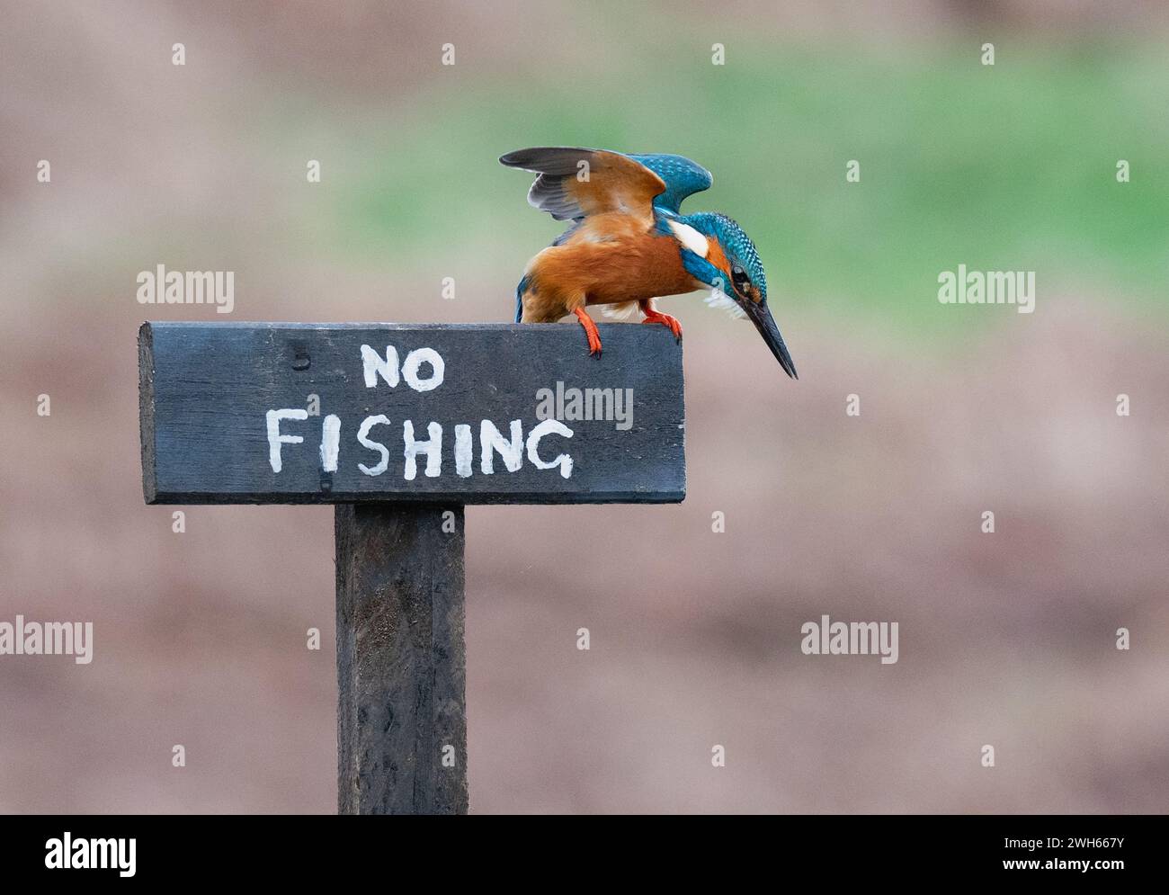 Bereit zum Fischen von einer Angelpiste SCHOTTLAND URKOMISCHE BILDER zeigen einen tapferen eisvogel, der auf einem Schild mit einem Fisch in Schottland sitzt Stockfoto