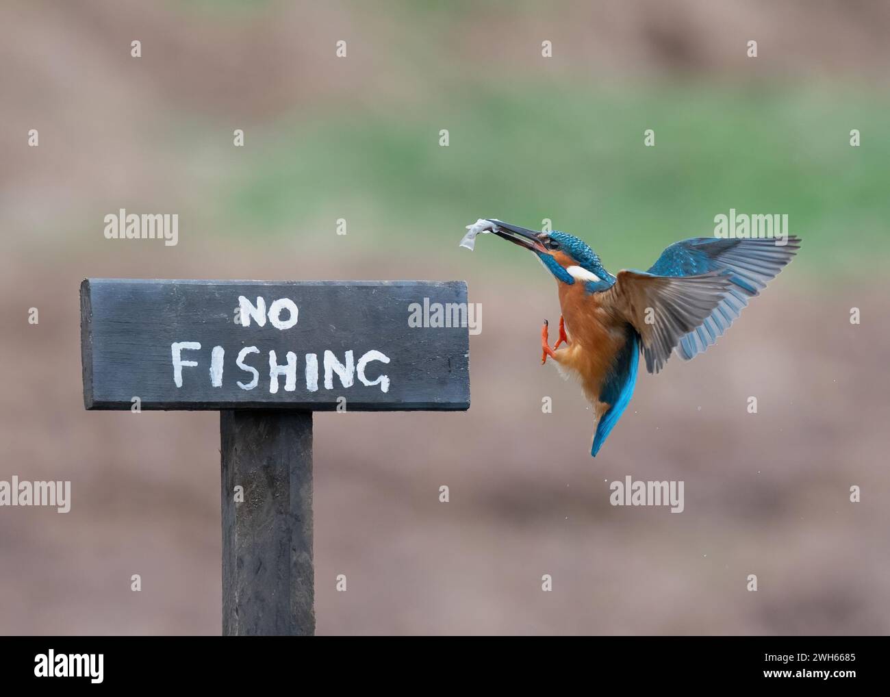 Der König Fishing von einem No Fishing Schild SCHOTTLAND URKOMISCHE BILDER zeigen einen tapferen eisvogel auf einem Schild „No Fishing“ in Schottland mit einem f Stockfoto