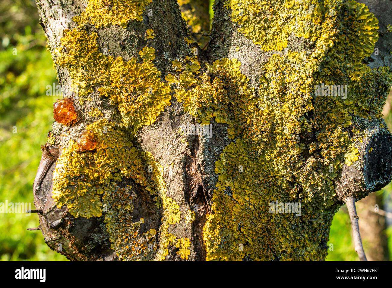 Die Palette der Natur entfaltet sich auf einem Baumstamm, der mit Flechten, Harz und Moos geschmückt ist, und zeigt das lebendige organische Wachstum in einem Waldökosystem. Stockfoto