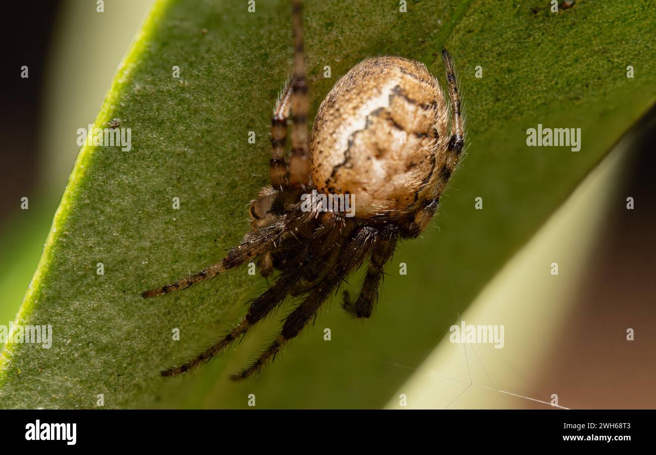 Araneus diadematus, gemeinhin als Europäische Gartenspinne bezeichnet. Stockfoto