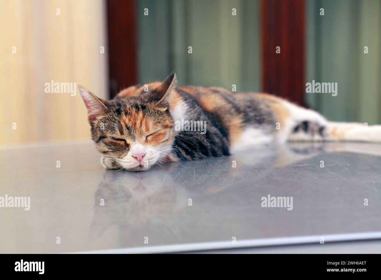 Katzen können überall schlafen Stockfoto