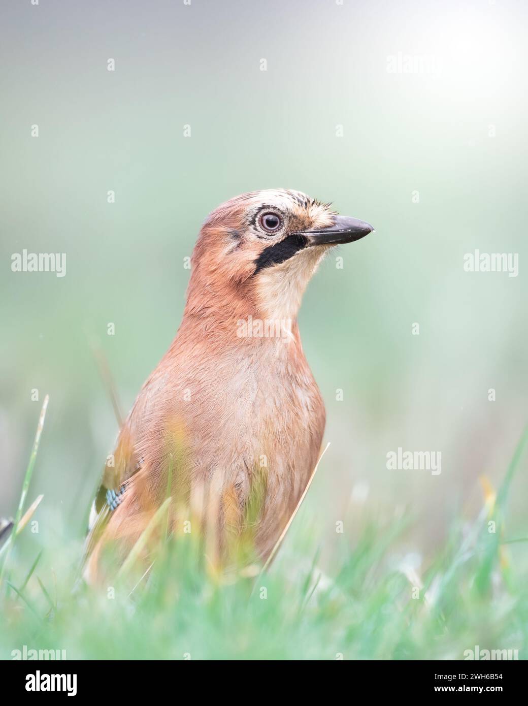 Vogel eurasischer Jay Garrulus glandarius sitzt auf der Wiese Polen, Europa Stockfoto