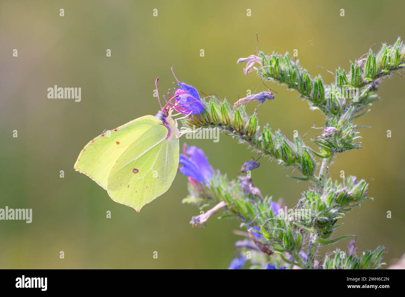 Der gebräuchliche Schwefel-Schmetterling - Gonepteryx rhamni saugt mit seinem Proboscis-Nektar aus einer Blüte von Viperenbugloss - Echium vulgare Stockfoto