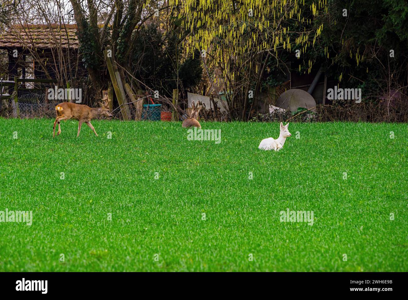 Ein Albino-Hirsch unter Wildhirschen in lange Erlen, Riehen, Kanton Basel-Stadt, Schweiz. Stockfoto