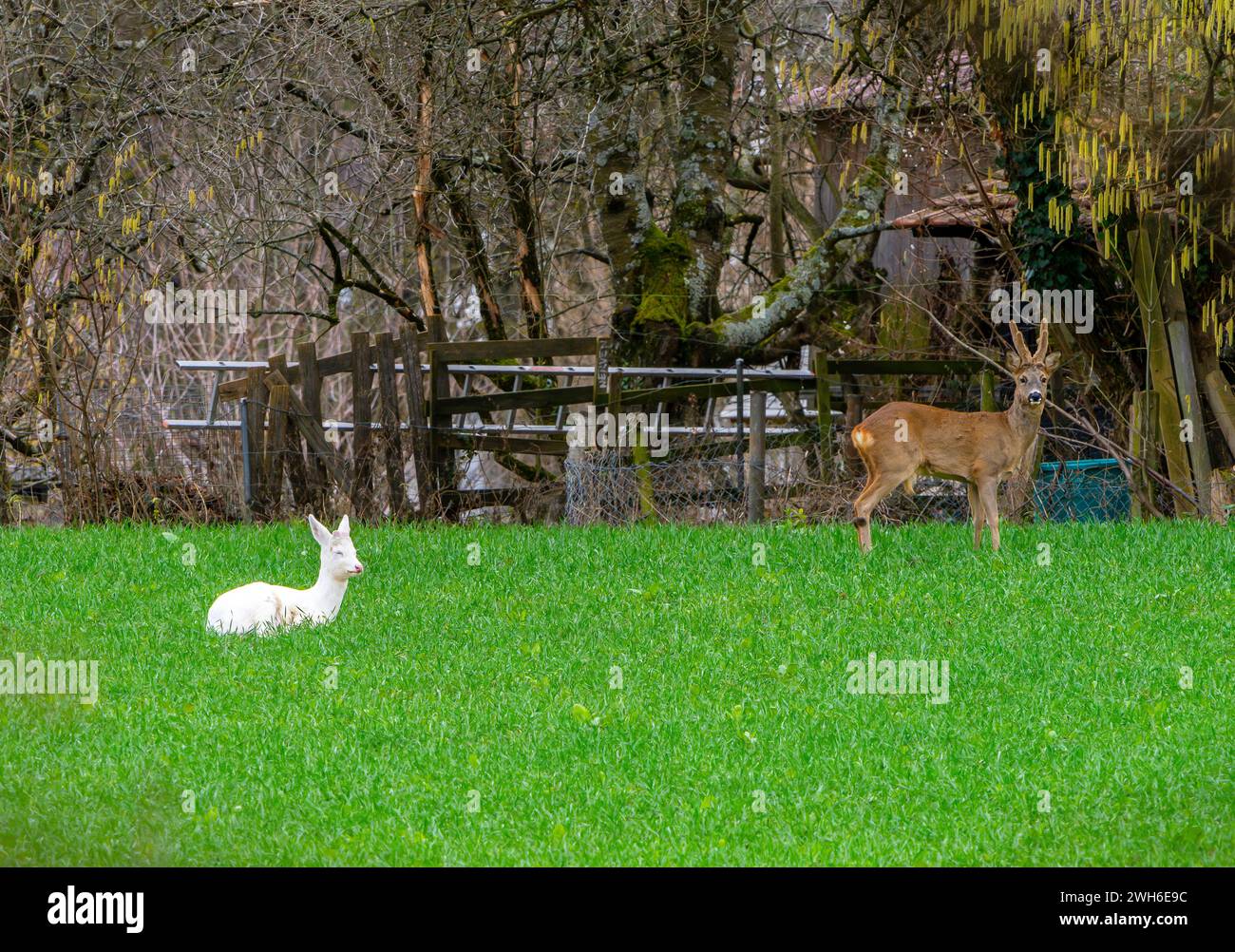 Ein Albino-Hirsch unter Wildhirschen in lange Erlen, Riehen, Kanton Basel-Stadt, Schweiz. Stockfoto