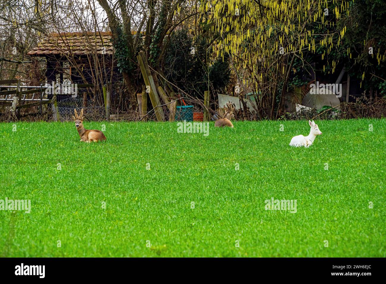 Ein Albino-Hirsch unter Wildhirschen in lange Erlen, Riehen, Kanton Basel-Stadt, Schweiz. Stockfoto