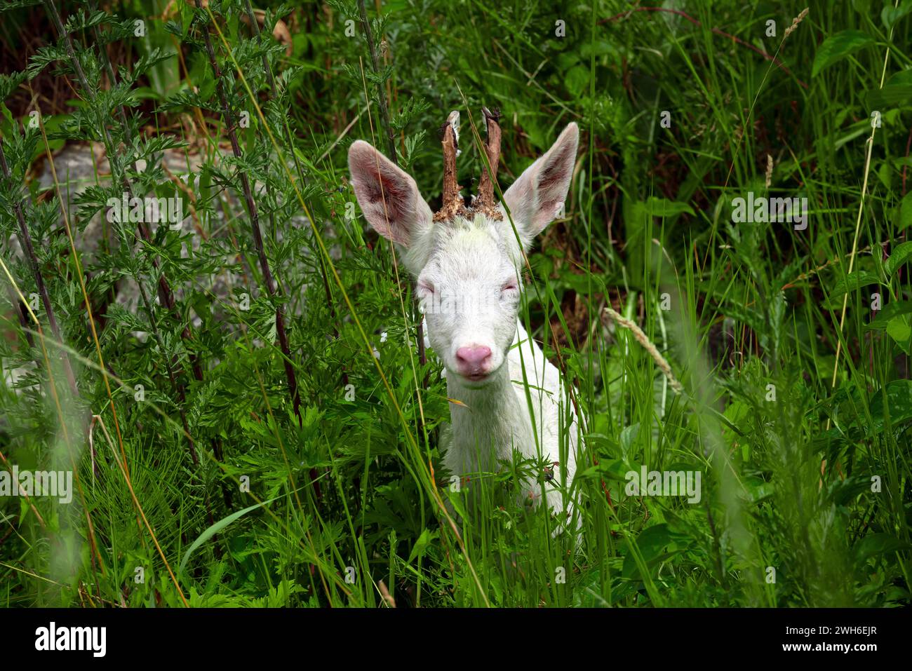 Ein Albino-Hirsch in lange Erlen, Riehen, Kanton Basel-Stadt, Schweiz. Stockfoto