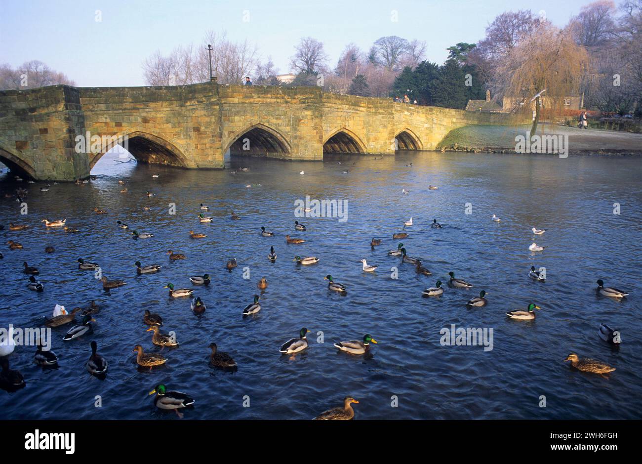 Großbritannien, Derbyshire, Bakewell, Bridge und Ducks am Fluss Wye. Stockfoto