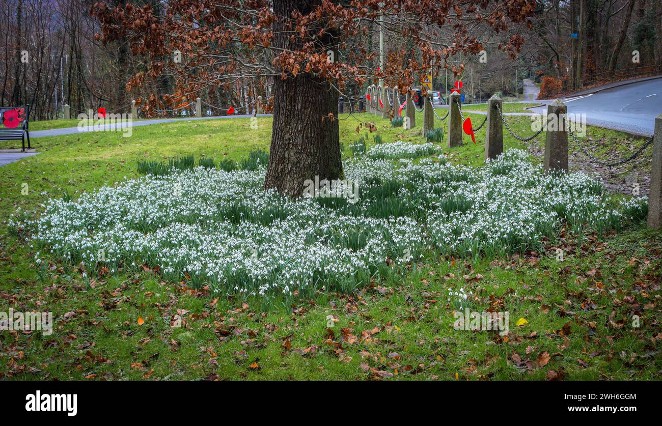 Großer Baum mit weißen Blumen umgeben von grünem Feld: Schneetropfen Duffryn Woods, Bergasche Stockfoto