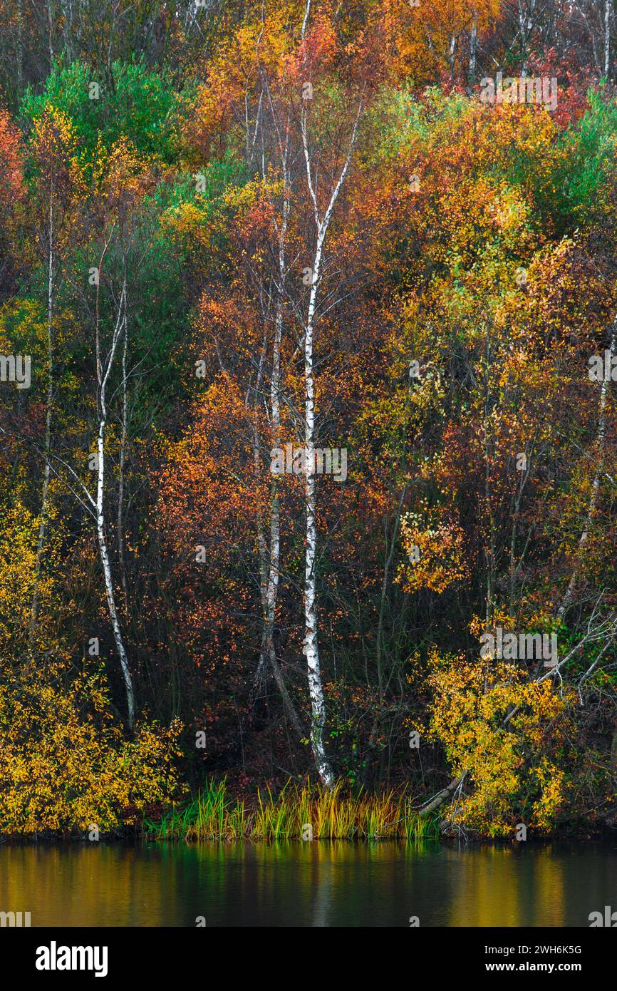 Farbenfrohe Herbstbaumlandschaft am Seeufer Stockfoto