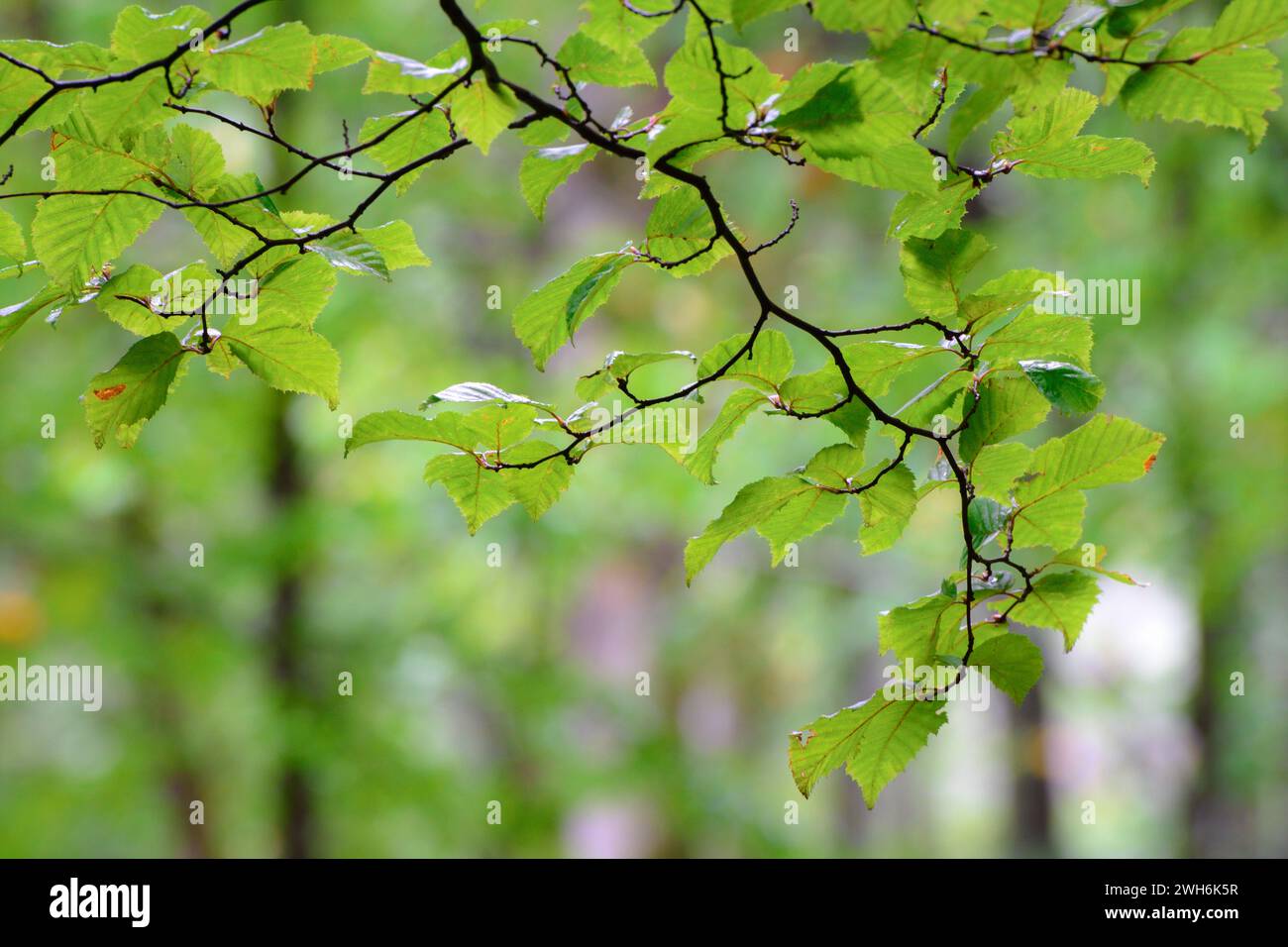 Grüne Äste im Sommer im Bokeh-Hintergrund. Stockfoto