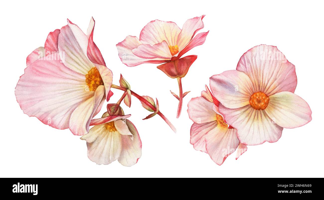 Rosafarbene Aquarellblumen. Sammlung von roten Blüten mit großen Blütenblättern. Farbenfrohe zarte Pflanze in pastellfarbener, lebendiger Farbe isoliert auf weiß. Realistisch Stockfoto