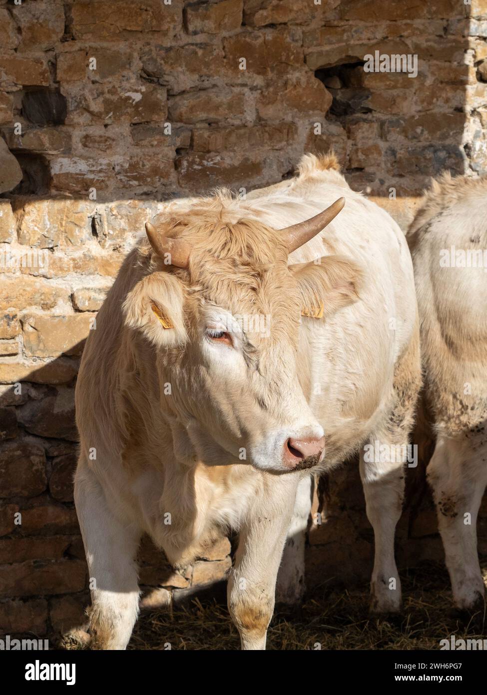 Braune Kuh aus den Pyrenäen, ausgestellt auf der Messe Ainsa Huesca. Die Jersey-Kuh wird auf einer Kreismesse mitgenommen, wo sie am Wettbewerb teilgenommen hat. Stockfoto