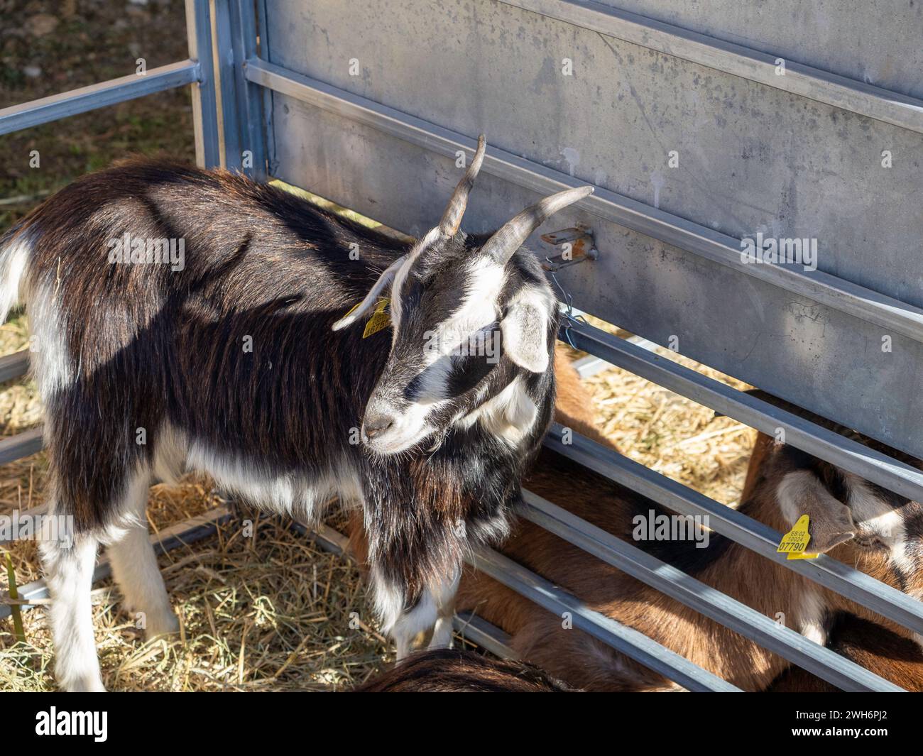 Porträt einer Ziege auf einer Farm im Dorf. Schöne Ziegenposierung. Porträt einer Ziege. Schöne landwirtschaftliche Ziege mit großen Hörnern Stockfoto