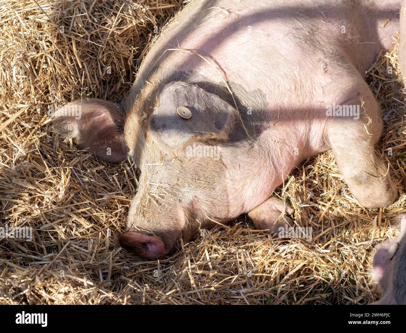 Fleisch von Latón de La Fueva.laton de la fueva das glückliche Schwein Stockfoto