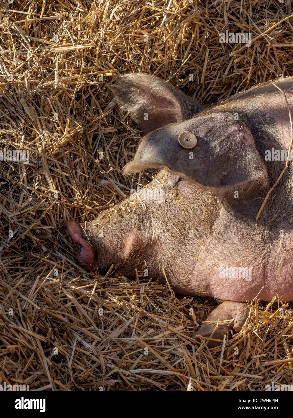 Fleisch von Latón de La Fueva.laton de la fueva das glückliche Schwein Stockfoto