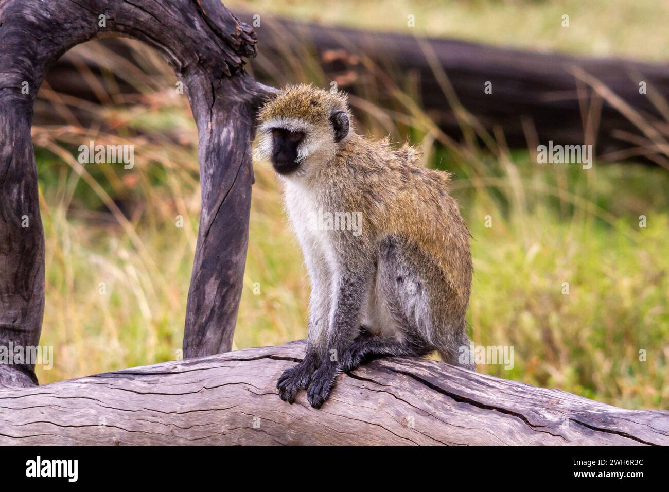 Weißaffen, Chlorocebus pygerythrus, Masai Mara, Kenia, Afrika, Stockfoto
