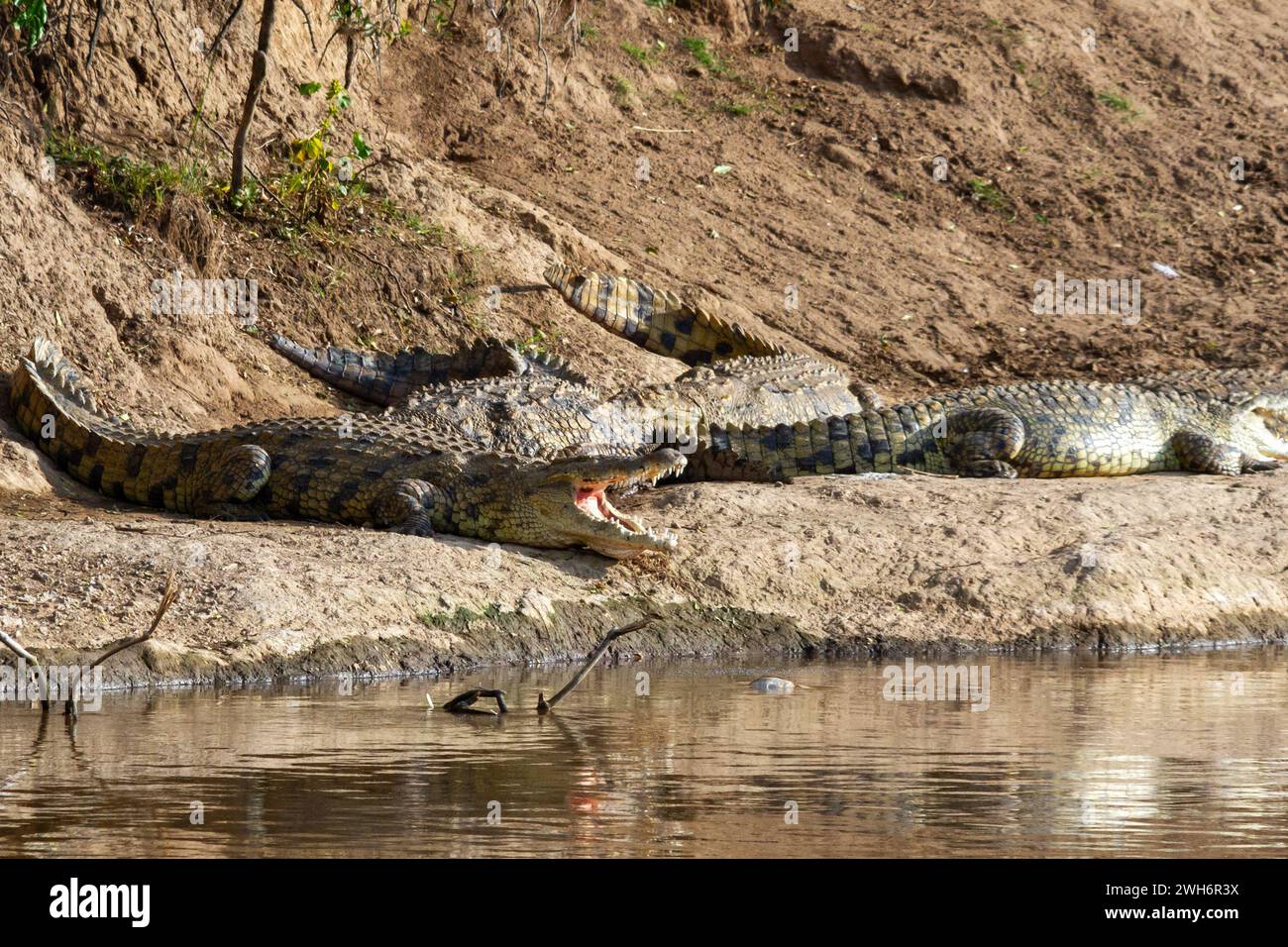 Nil-Krokodile, Crocodylus niloticus, ruhen sich am Ufer des Mara-Flusses aus. Masai Mara, Kenia, Afrika, Stockfoto