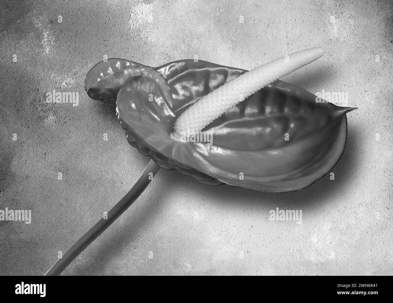 Anthurium. Stockfoto