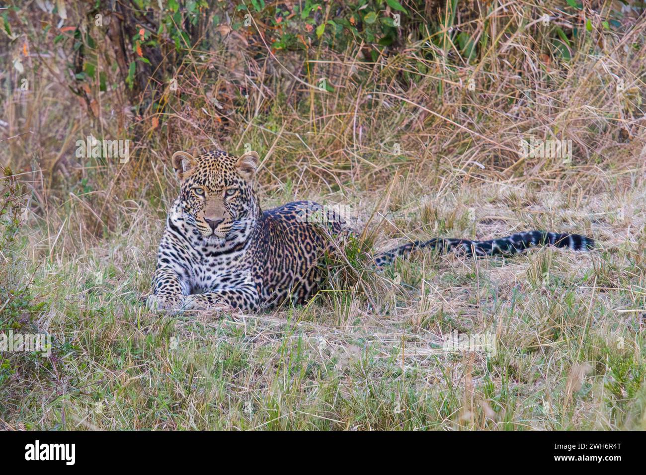 Afrikanischer Leopard, Panthera pardus pardus, Masai Mara, Kenia, Afrika, Stockfoto