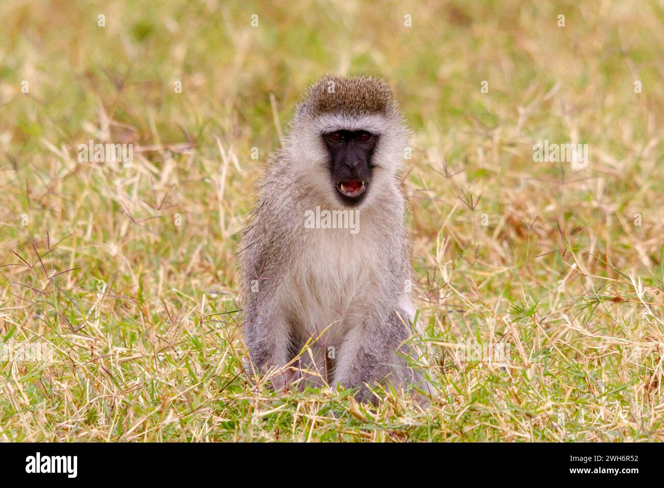 Weißaffen, Chlorocebus pygerythrus, Masai Mara, Kenia, Afrika, Stockfoto