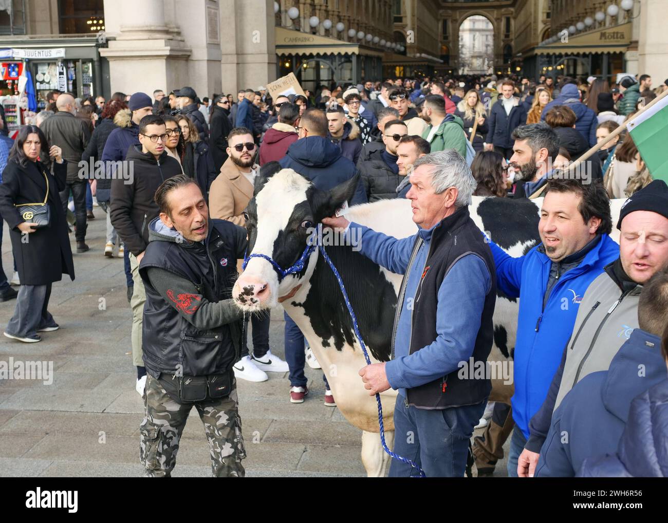 Protest der Bauern in Italien auf dem Domplatz Mailand mit der Kuh Ercolina Stockfoto