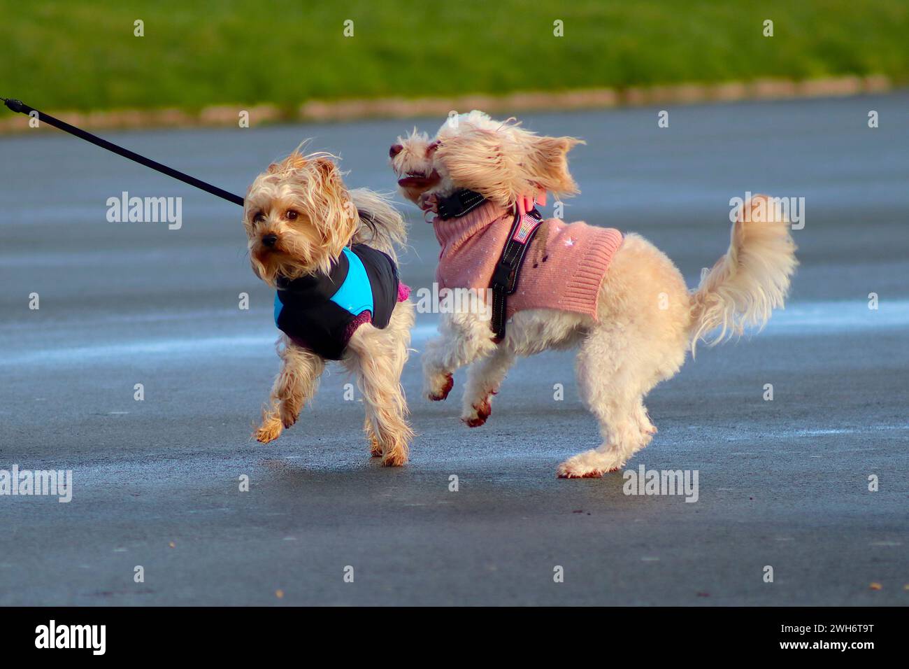 Zwei Hunde tummeln sich spielerisch, während ihre Besitzer sich unterhalten, während sie ihre Hunde auf Hoe Promenade, Plymouth, Devon, im Dezember 2023 trainieren. Stockfoto