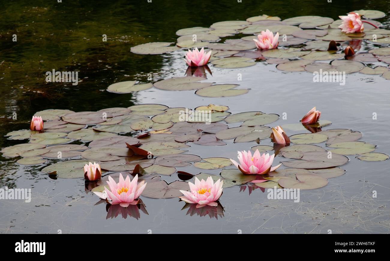 Nahaufnahme der rosa Blüten der sommerblühenden Wasserpflanze Nymphaea Amabilis. Stockfoto