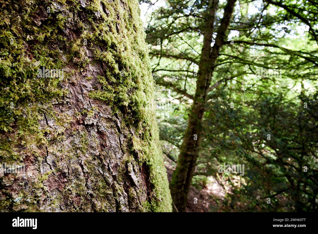 moos wächst auf der Nordseite eines Mammutbaumbaums im Wald im Seengebiet cumbria england großbritannien Stockfoto