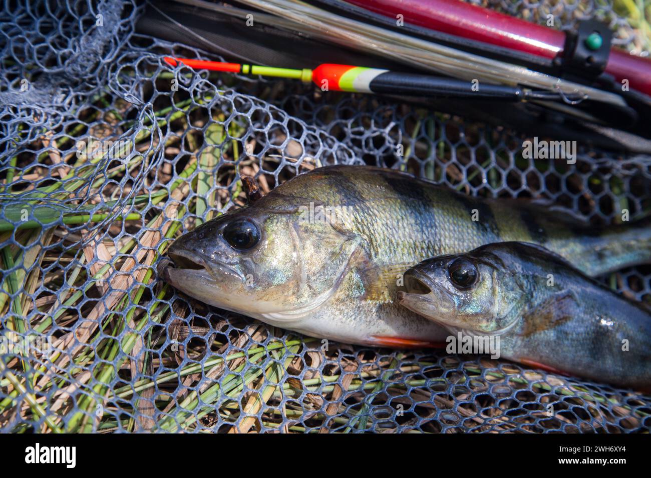 Fische fangen. Mehrere Fische von gemeinem Barsch oder europäischem Barsch, bekannt als Perca Fluviatilis mit Schwimmstab auf schwarzem Fischernetz. Stockfoto