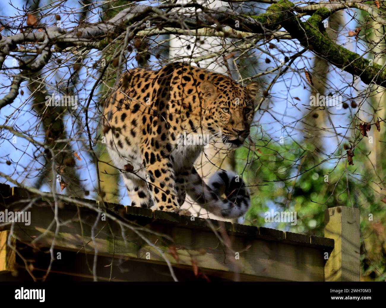 Ein männlicher Amur Leopard im Dartmoor Zoo Park, Devon. Stockfoto