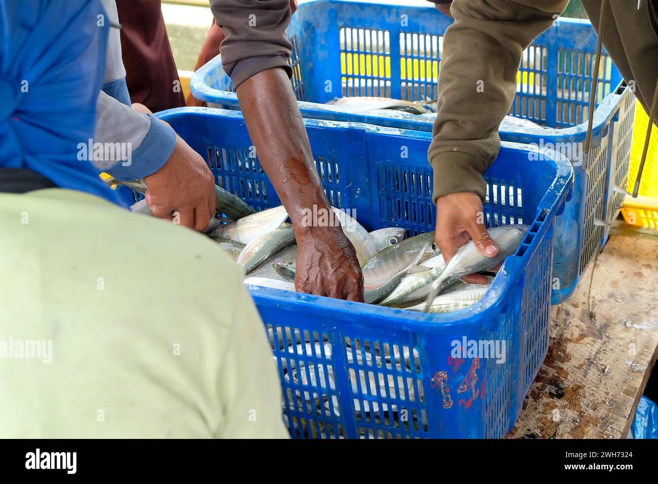 Fischer oder Besatzungsmitglieder sortieren Fische in einem Korb, der gerade gefangen wurde und gewogen wird. Stockfoto