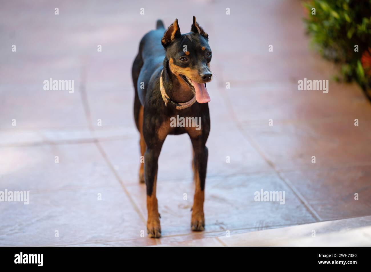 Miniatur-Hundeständer auf verschwommenem Hintergrund im Garten Stockfoto