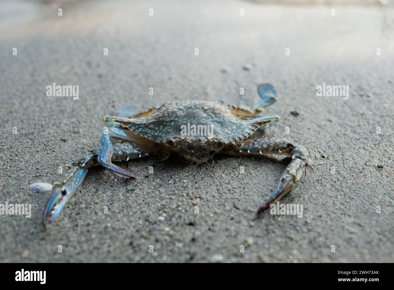 Blaue Krabbe (Callinectes sapidus) am Strand Sand Stockfoto