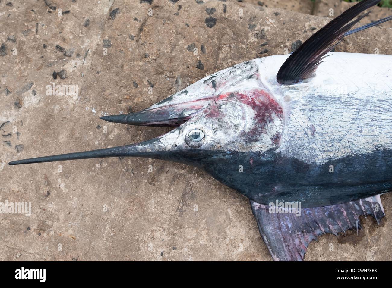 Ein Marlin-Fisch, der gefangen wird und auf dem Fischmarkt verkauft wird. Stockfoto