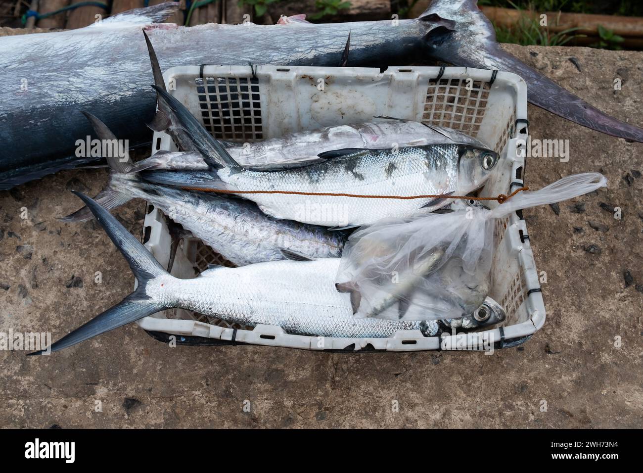 Frischer Fisch in einem Korb. Fisch in einem Korb zum Verkauf. Stockfoto