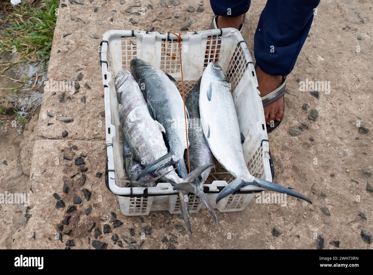 Frischer Fisch in einem Korb. Fisch in einem Korb zum Verkauf. Stockfoto