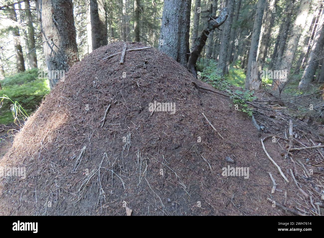 Ameisenhaufen im Wald Stockfoto