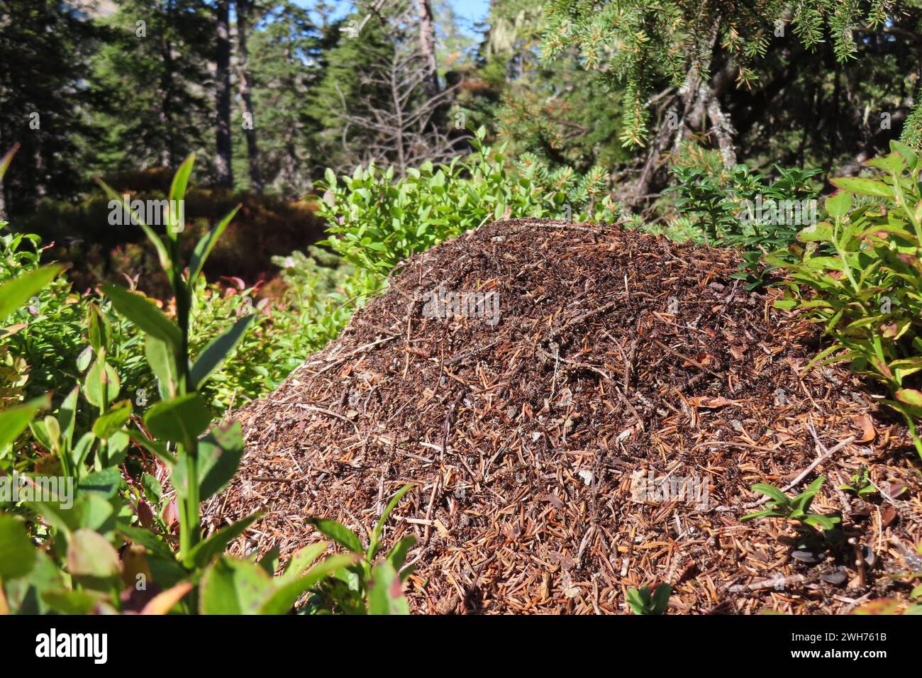 Ameisenhaufen im Wald Stockfoto