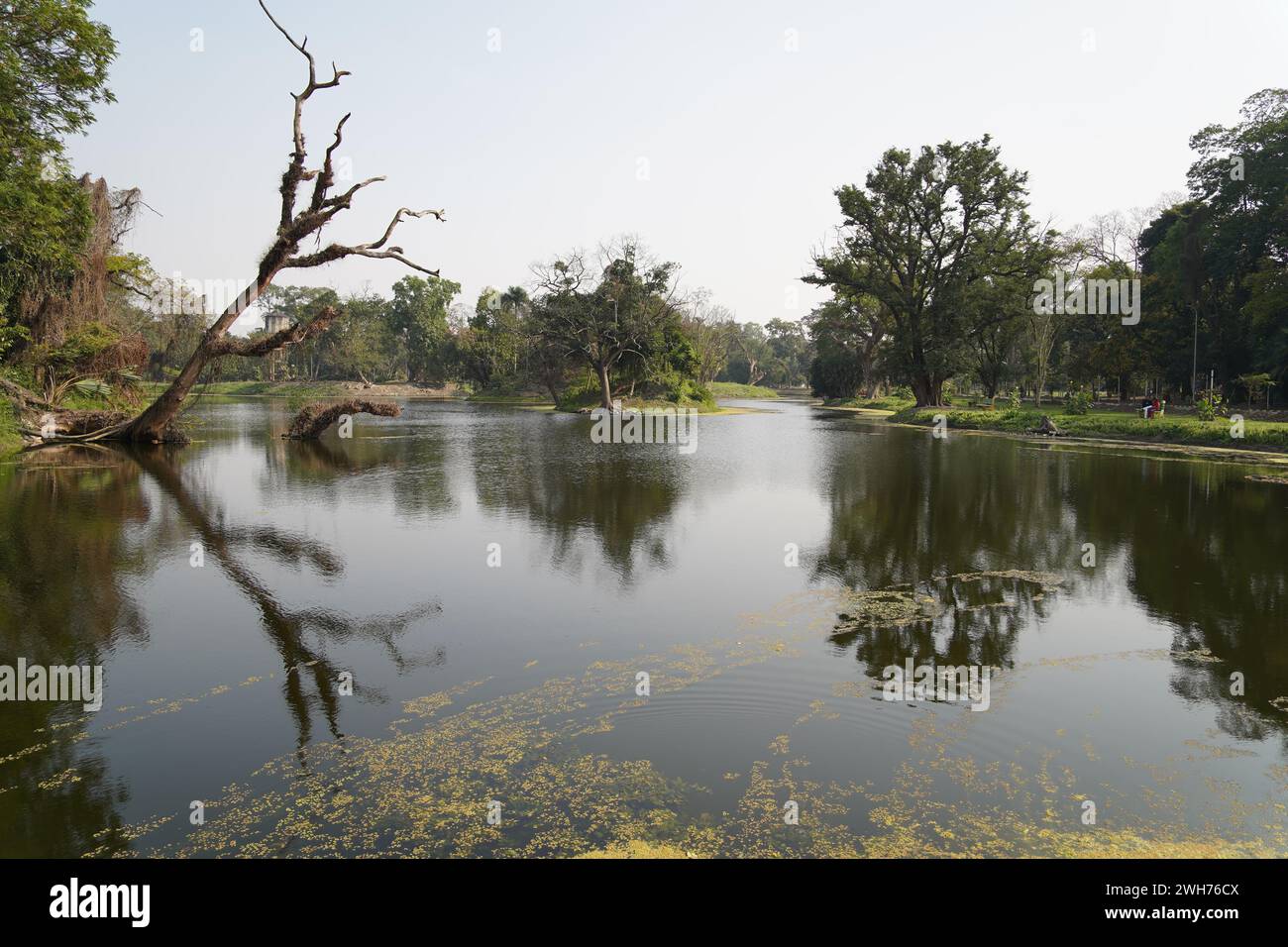 King's Lake. Acharya Jagadish Chandra Bose Indischer Botanischer Garten. Howrah, Kalkutta, Westbengalen, Indien. Stockfoto