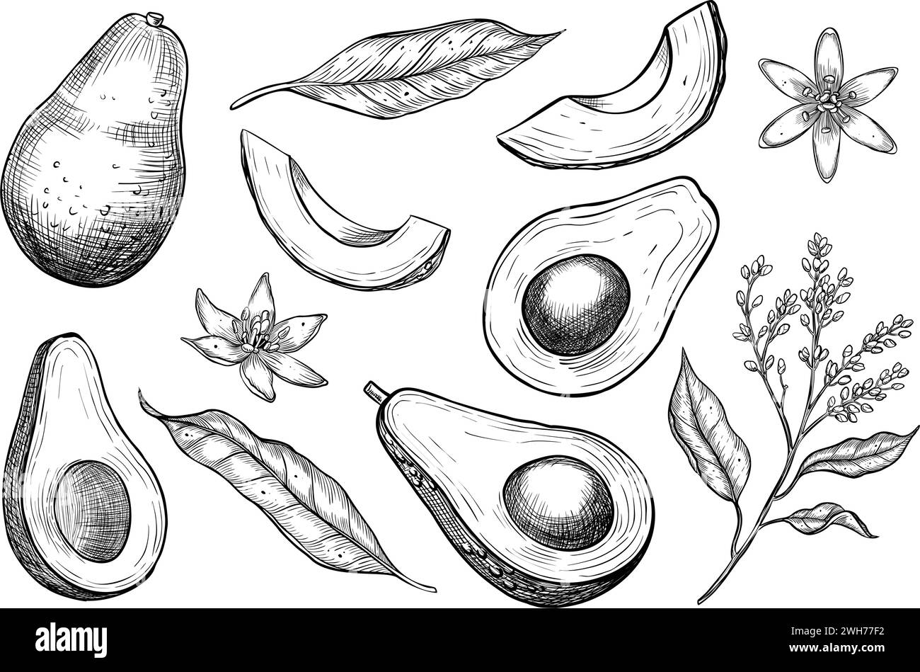 Avocadovektorillustrationen. Handgezeichneter Satz von Zeichnungen in linearer Ausführung. Skizze von Früchten, die mit schwarzer Tinte auf isoliertem Hintergrund in linearer Form gemalt wurden. Einfarbige Gravur mit Scheiben für Lebensmitteletiketten Stock Vektor