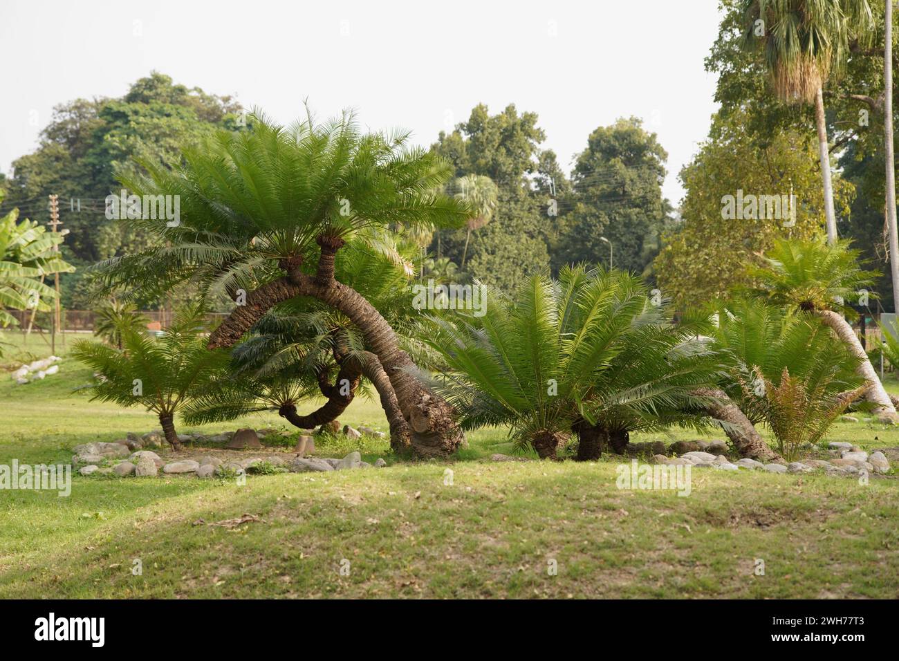 Cycads. Acharya Jagadish Chandra Bose Indischer Botanischer Garten. Howrah, Kalkutta, Westbengalen, Indien. Stockfoto