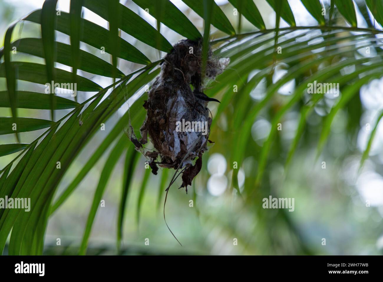 Kleiner Vogel, der hungrig ist und im Nest sitzt und auf seine Mutter wartet Stockfoto