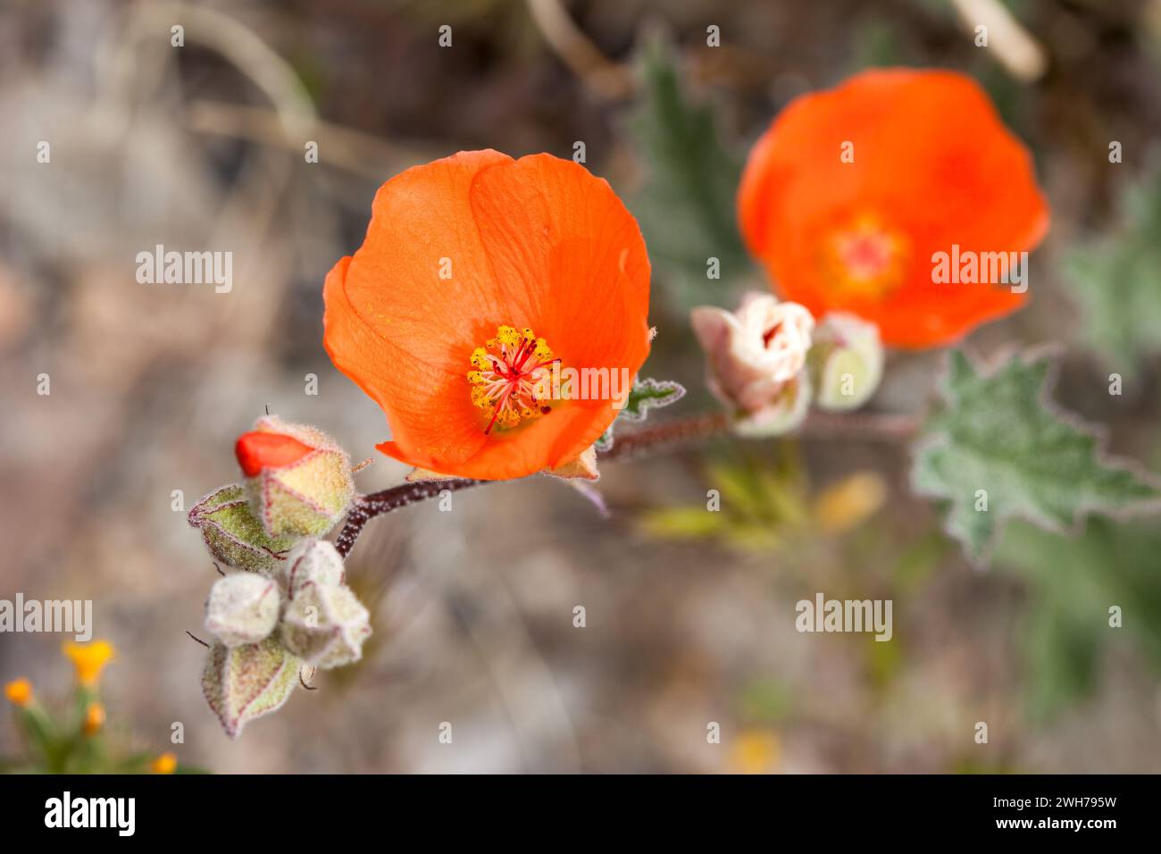 Desert Globemallow, Sphaeralcea ambigua, in Blüte im Death Valley National Park, Kalifornien. Stockfoto